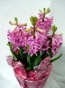 Potted Hyacinth