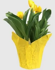 Potted Tulips