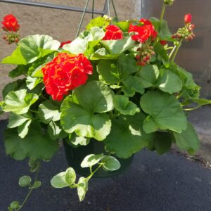 12" Hanging Geranium with Vinca Vine